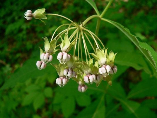 {Asclepias exaltata}